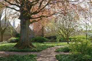 Foto van de binnentuin achter het Hannemahuis, waar in het voorjaar stinsenflora te zien is.
