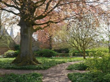 Foto van de binnentuin achter het Hannemahuis, waar in het voorjaar stinsenflora te zien is.